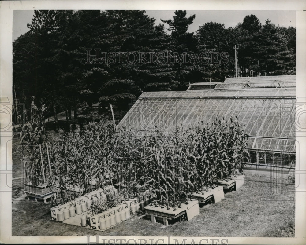 1938 Press Photo Wooster ohio Agri experiment station & corn without soil