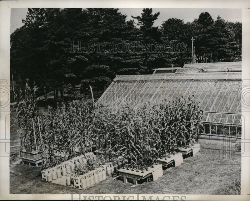 Load image into Gallery viewer, 1938 Press Photo Wooster ohio Agri experiment station &amp; corn without soil
