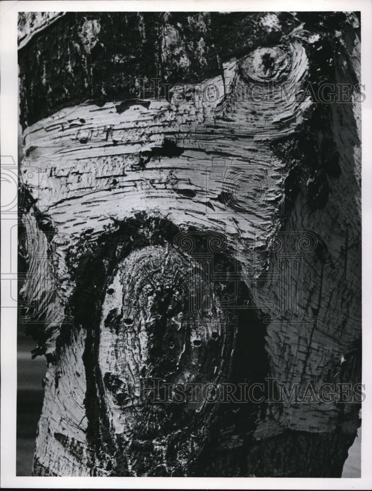 1951 Press Photo Picasso in Gray Birch seen in Rockefeller Park - ned01804