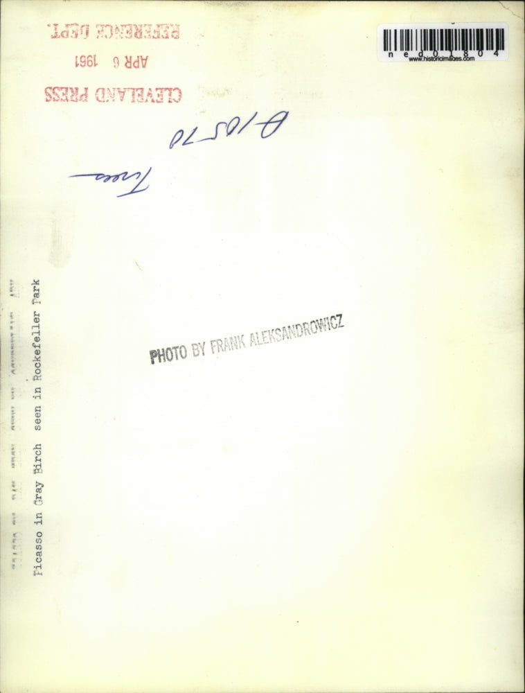 1951 Press Photo Picasso in Gray Birch seen in Rockefeller Park - ned01804