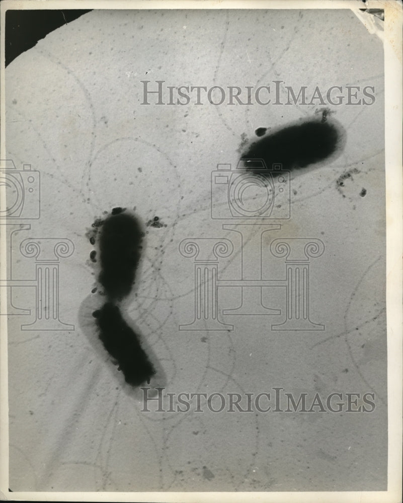 1941 Press Photo A close up view of bacterium with a microiscope
