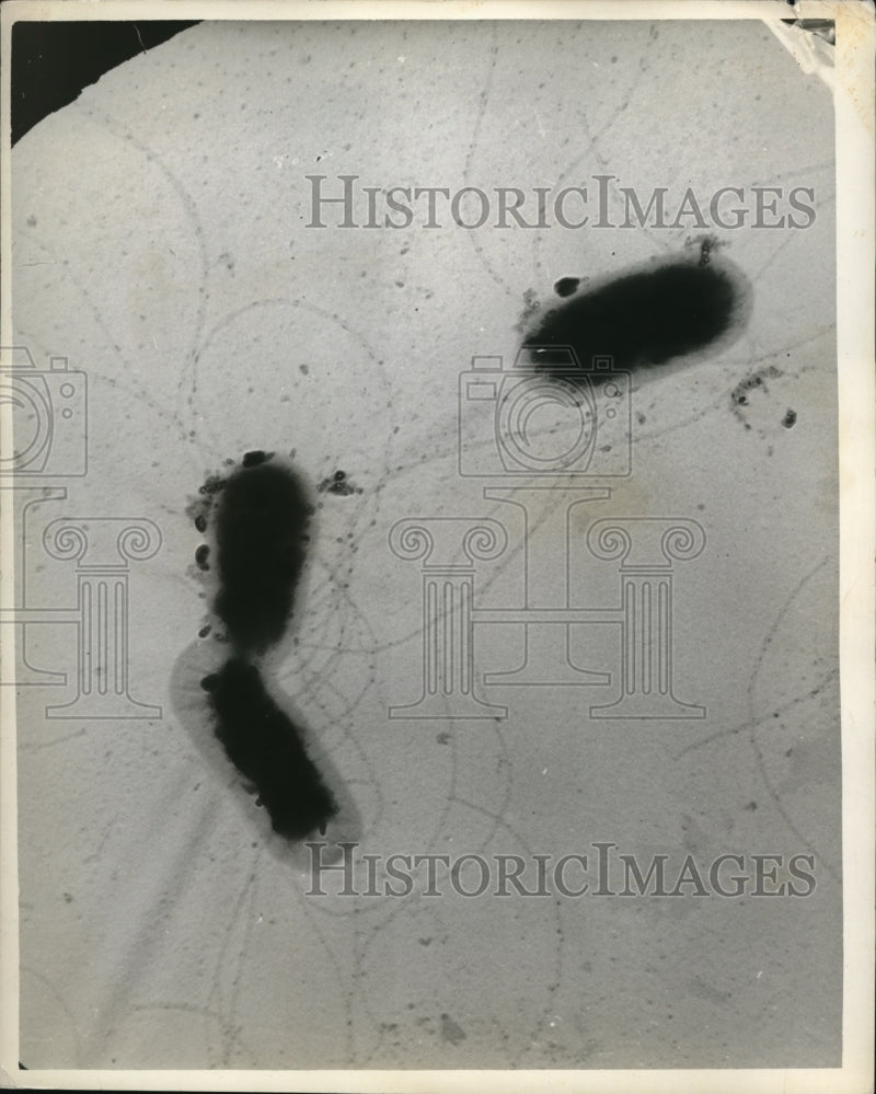 Load image into Gallery viewer, 1941 Press Photo A close up view of bacterium with a microiscope

