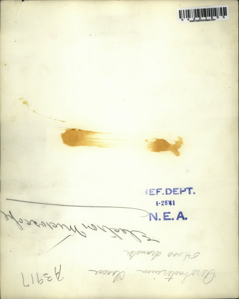 1941 Press Photo A close up view of bacterium with a microiscope