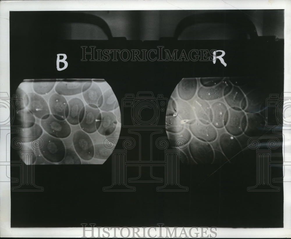 1951 Press Photo New TV view of microscopy of RCA labs tests