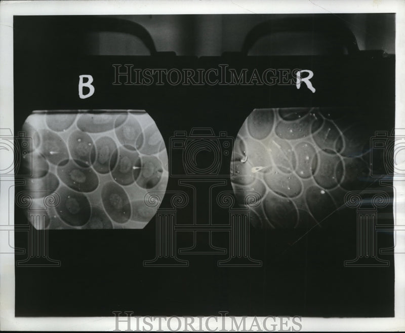 Load image into Gallery viewer, 1951 Press Photo New TV view of microscopy of RCA labs tests
