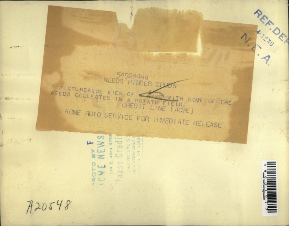 1940 Press Photo Great shot of a rake with the weeds collected at the farm