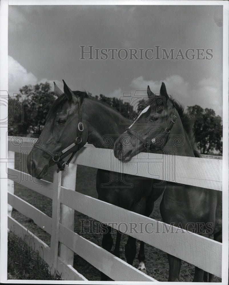 Press Photo Rest after feasting at the Kentucky farm
