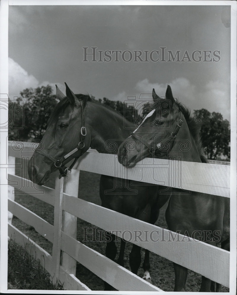 Load image into Gallery viewer, Press Photo Rest after feasting at the Kentucky farm
