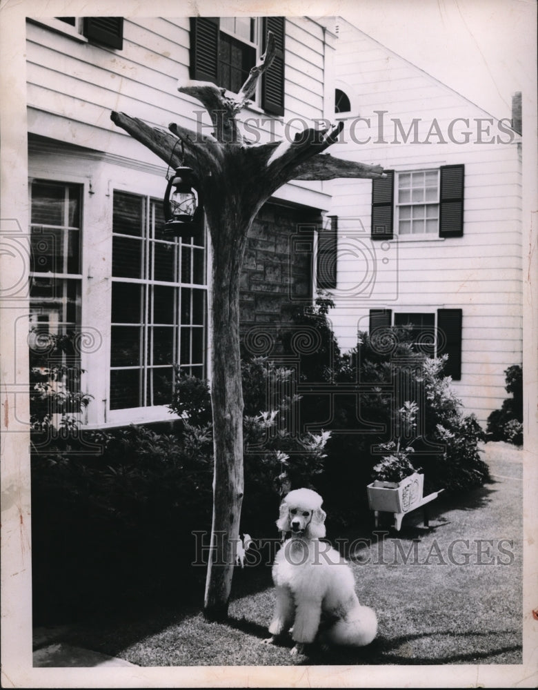 Load image into Gallery viewer, 1956 Press Photo A poodle at a Cleveland Ohio home - ned02507
