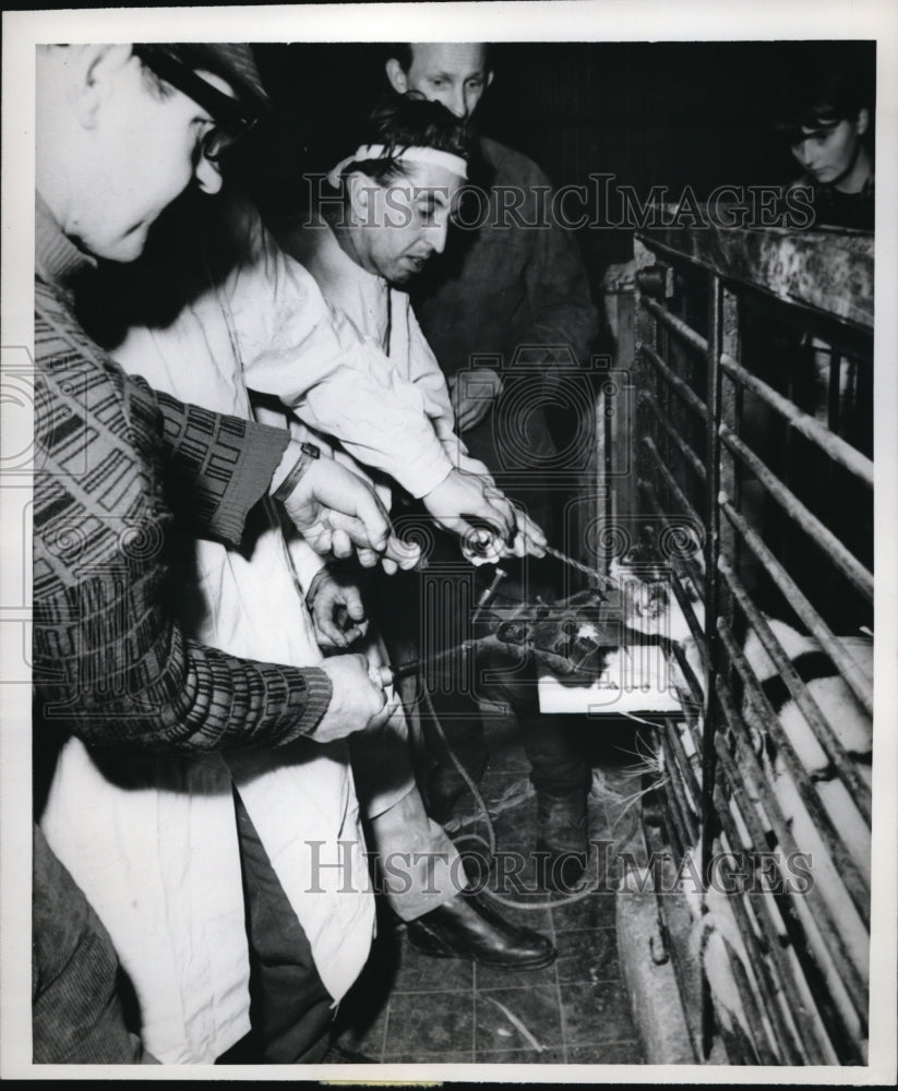 1968 Press Photo Usti Czechoslovakia Dr Sedlar doctors a zoo animan=l