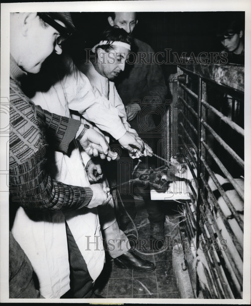 Load image into Gallery viewer, 1968 Press Photo Usti Czechoslovakia Dr Sedlar doctors a zoo animan=l
