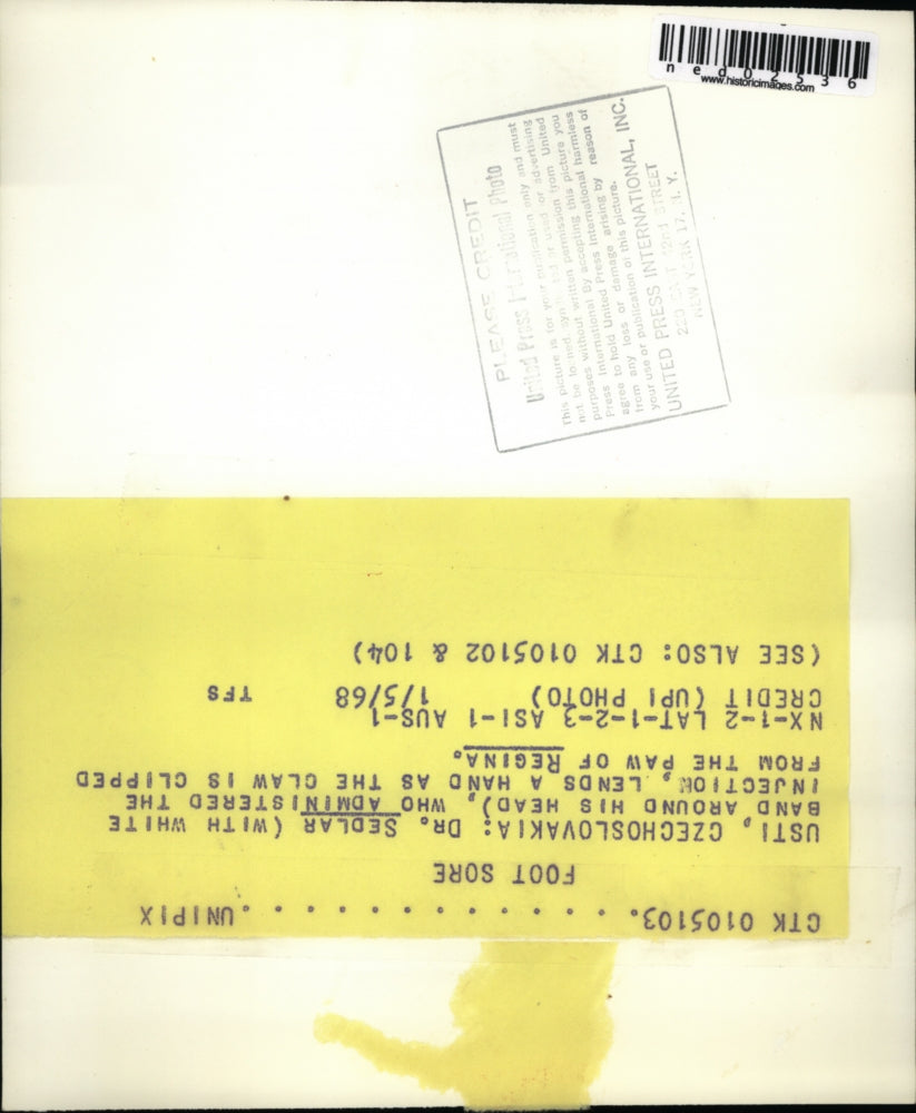 1968 Press Photo Usti Czechoslovakia Dr Sedlar doctors a zoo animan=l