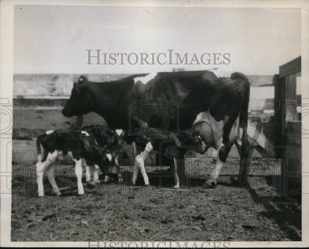 1937 Press Photo Triplet calves nurse from mother at Huntington Beach Calif