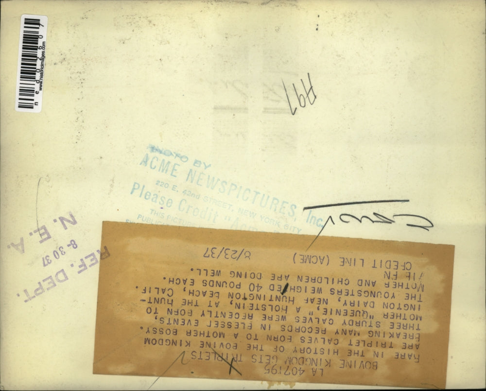 1937 Press Photo Triplet calves nurse from mother at Huntington Beach Calif