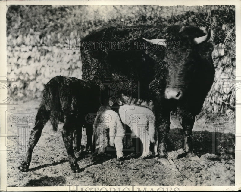 Load image into Gallery viewer, 1935 Press Photo Tintagel Corwall England Cow her calf &amp; lambs nurse together
