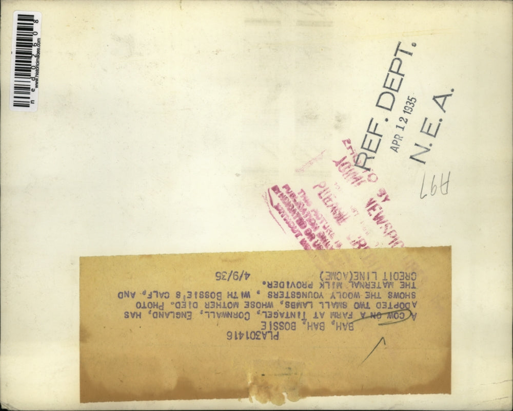 1935 Press Photo Tintagel Corwall England Cow her calf & lambs nurse together