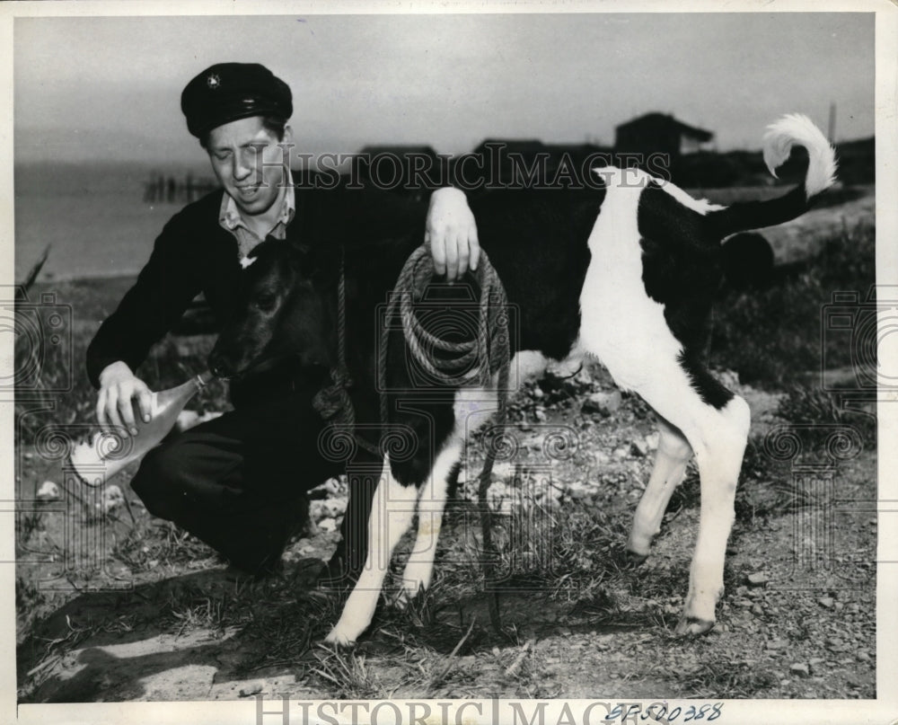 1939 Press Photo San Francisco Howard O'Hanlon bottle feeds a calf