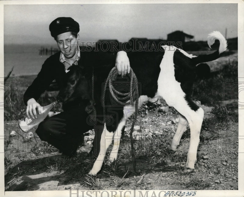 Load image into Gallery viewer, 1939 Press Photo San Francisco Howard O'Hanlon bottle feeds a calf
