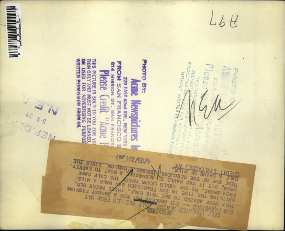 1939 Press Photo San Francisco Howard O'Hanlon bottle feeds a calf