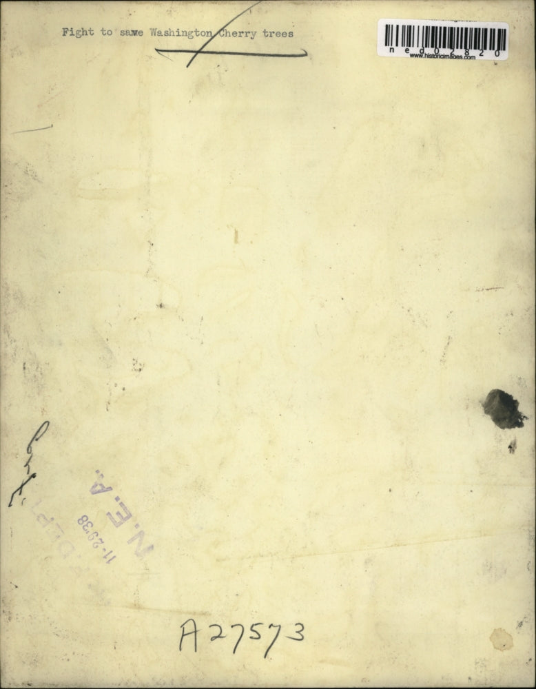 1938 Press Photo A fight to save Washington cherry trees