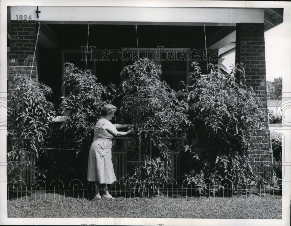 1957 Press Photo Michigan City Ind Mrs TT Rairden & her tomato plants