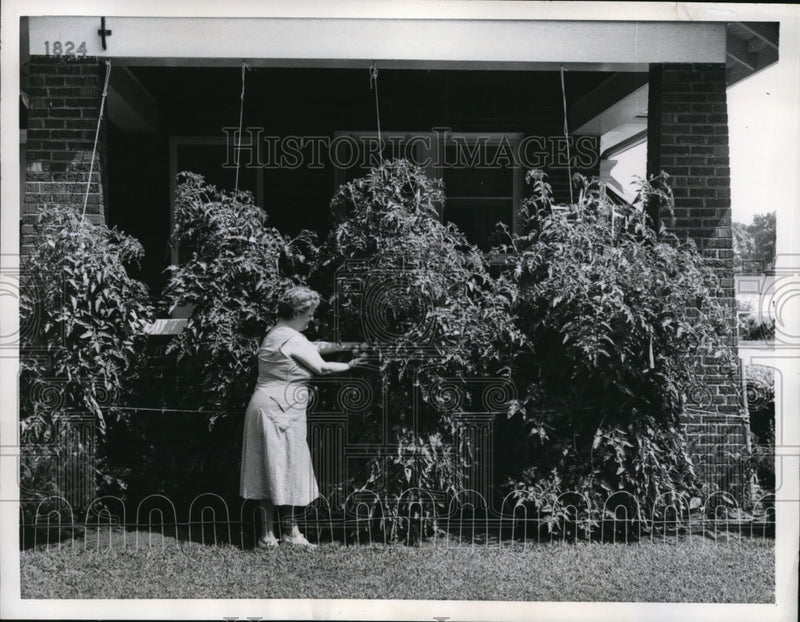 Load image into Gallery viewer, 1957 Press Photo Michigan City Ind Mrs TT Rairden &amp; her tomato plants
