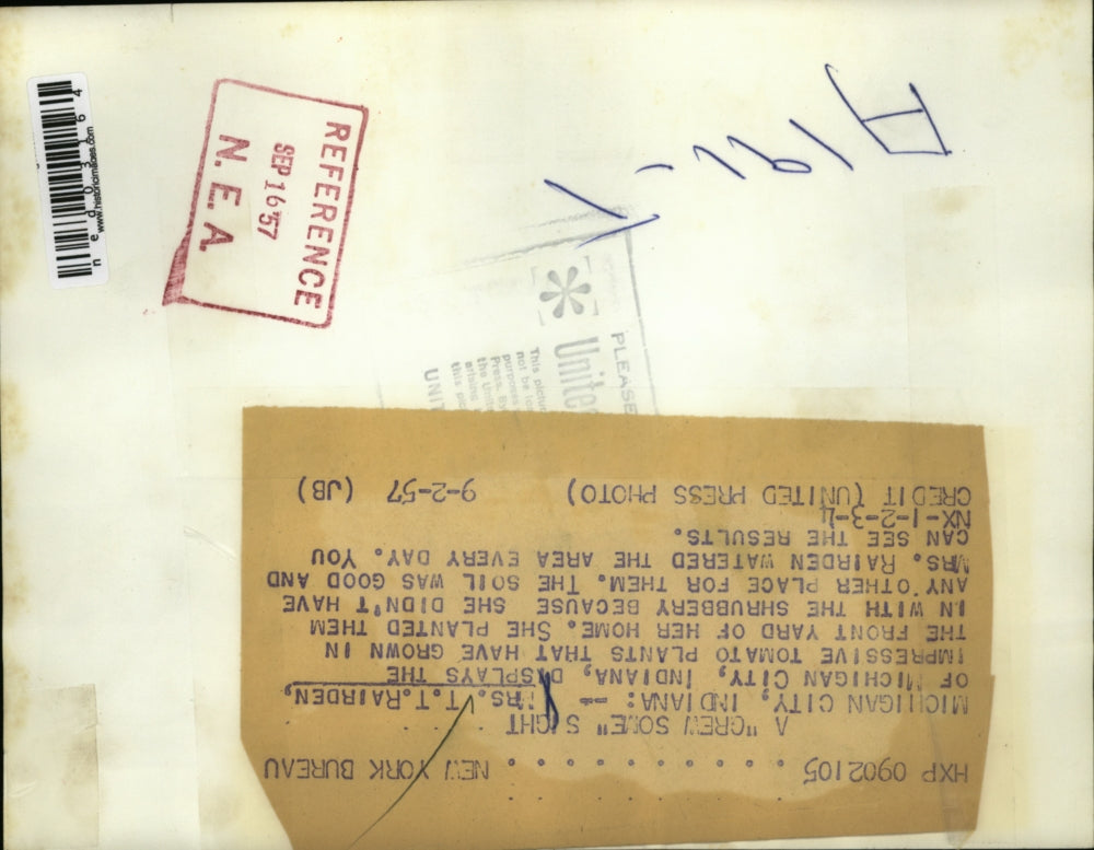 1957 Press Photo Michigan City Ind Mrs TT Rairden & her tomato plants