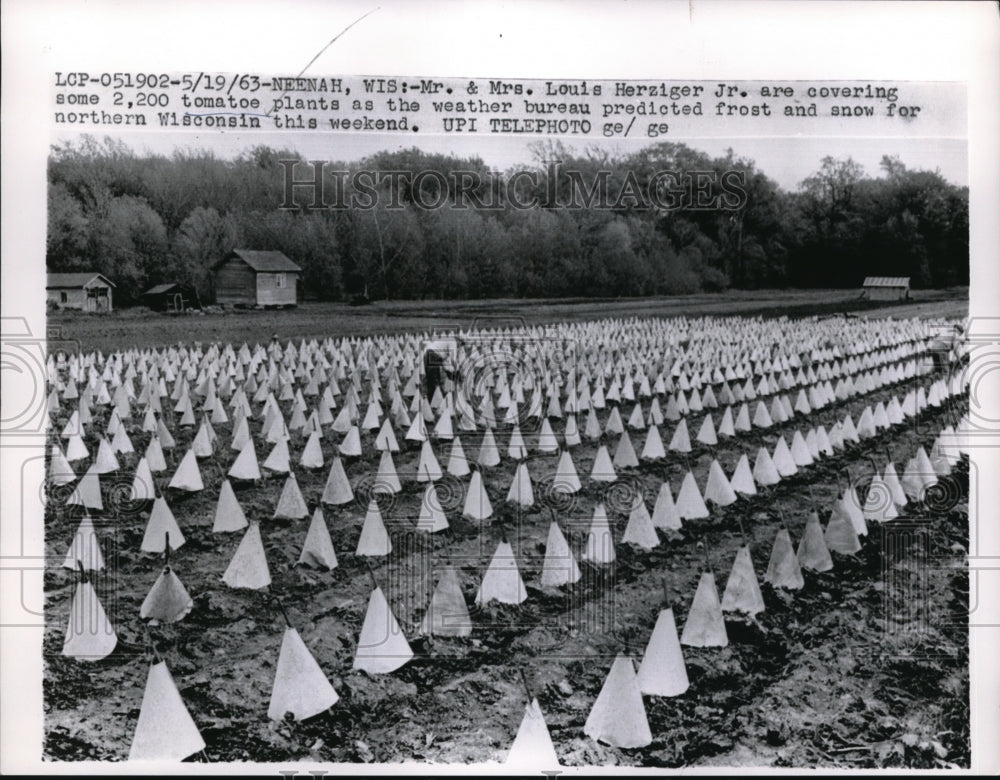 1963 Press Photo Neenah Wis Louis Herziger Jr & tomato plants covered for frost