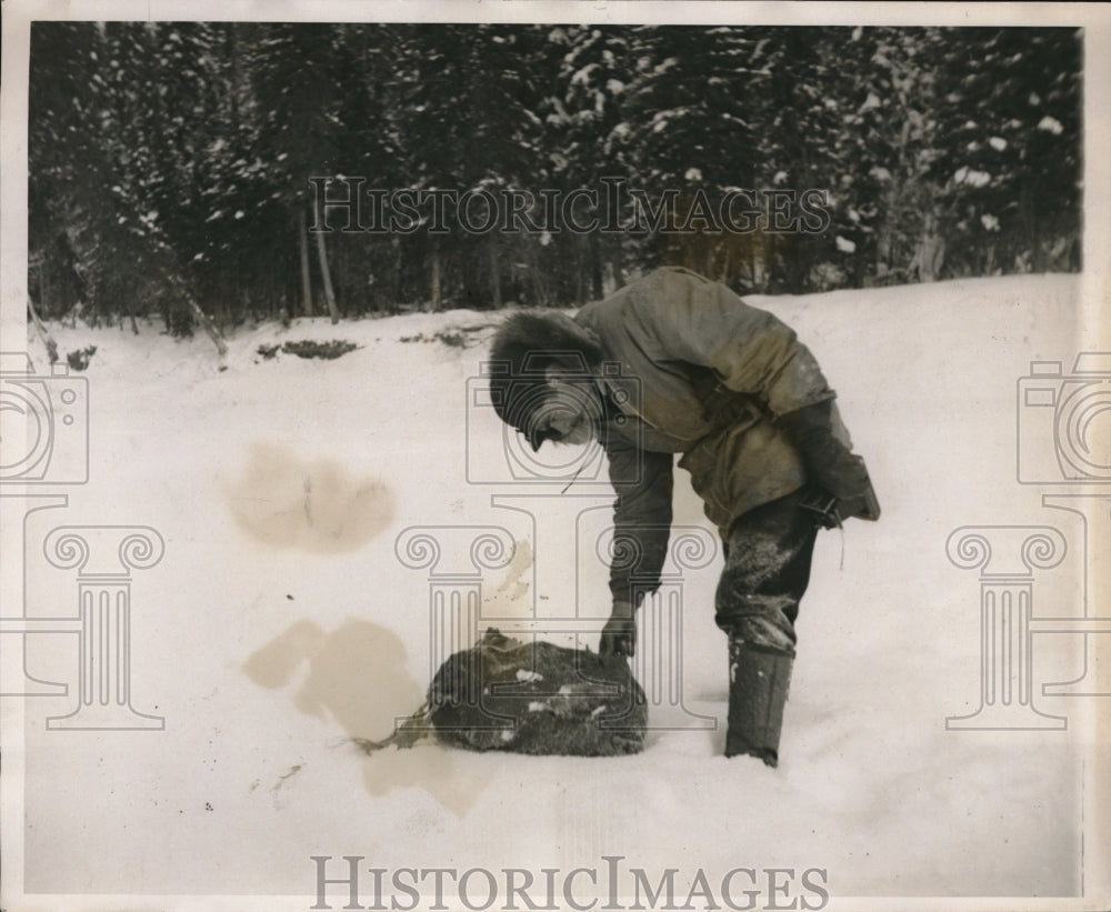 1938 Press Photo Surveyor examine birch bark used by pilots to find them in snow