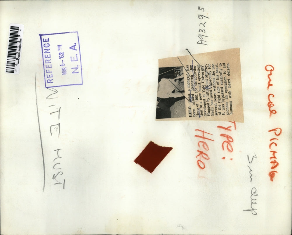 1962 Press Photo Beau named research dog of the year for contribution