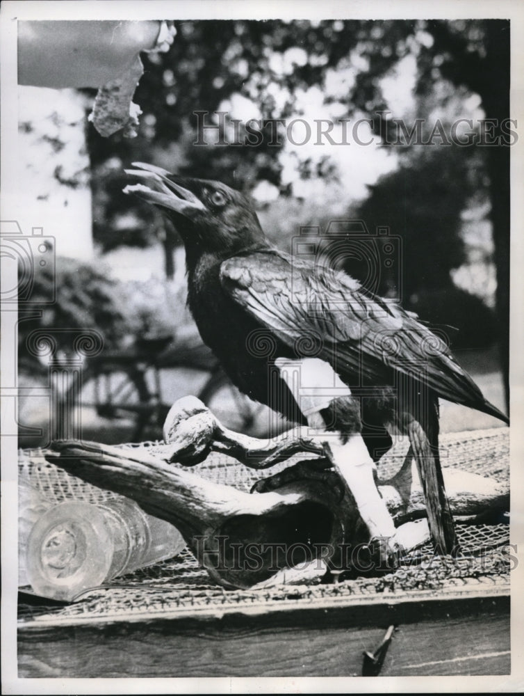 Load image into Gallery viewer, 1957 Press Photo An impressive sight of Jim the crow
