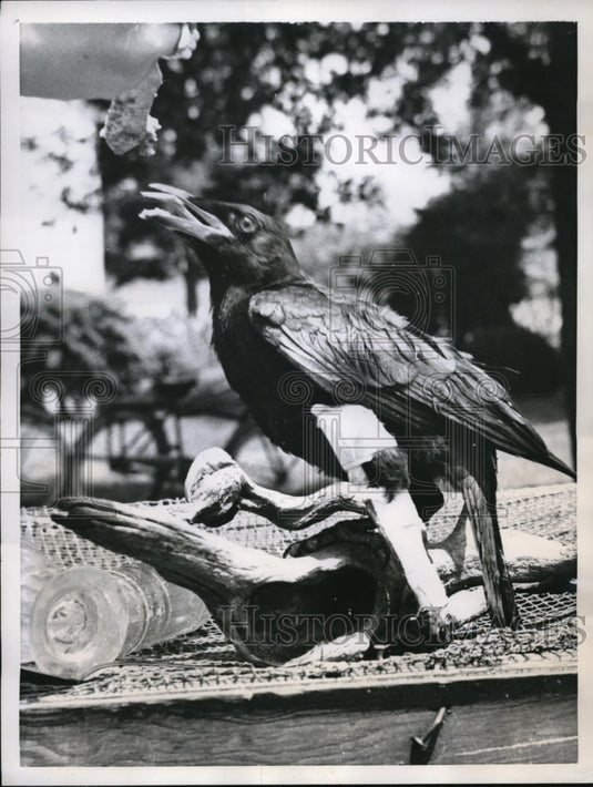 1957 Press Photo An impressive sight of Jim the crow