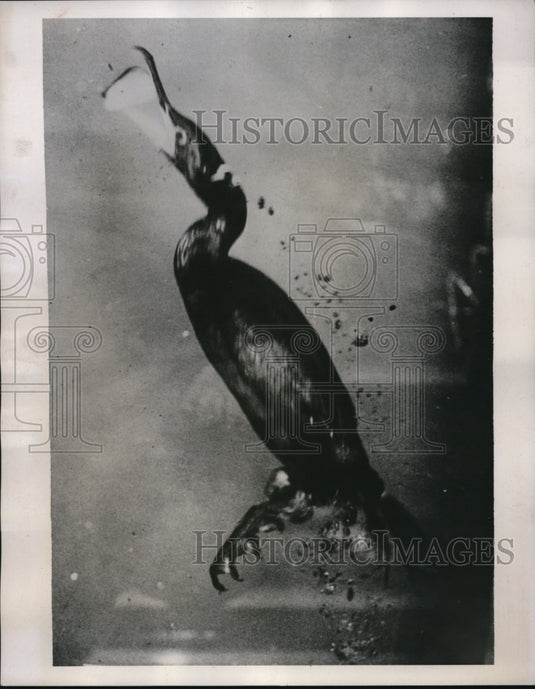 1938 Press Photo Blackshag bird gets fish from pool at London zoo