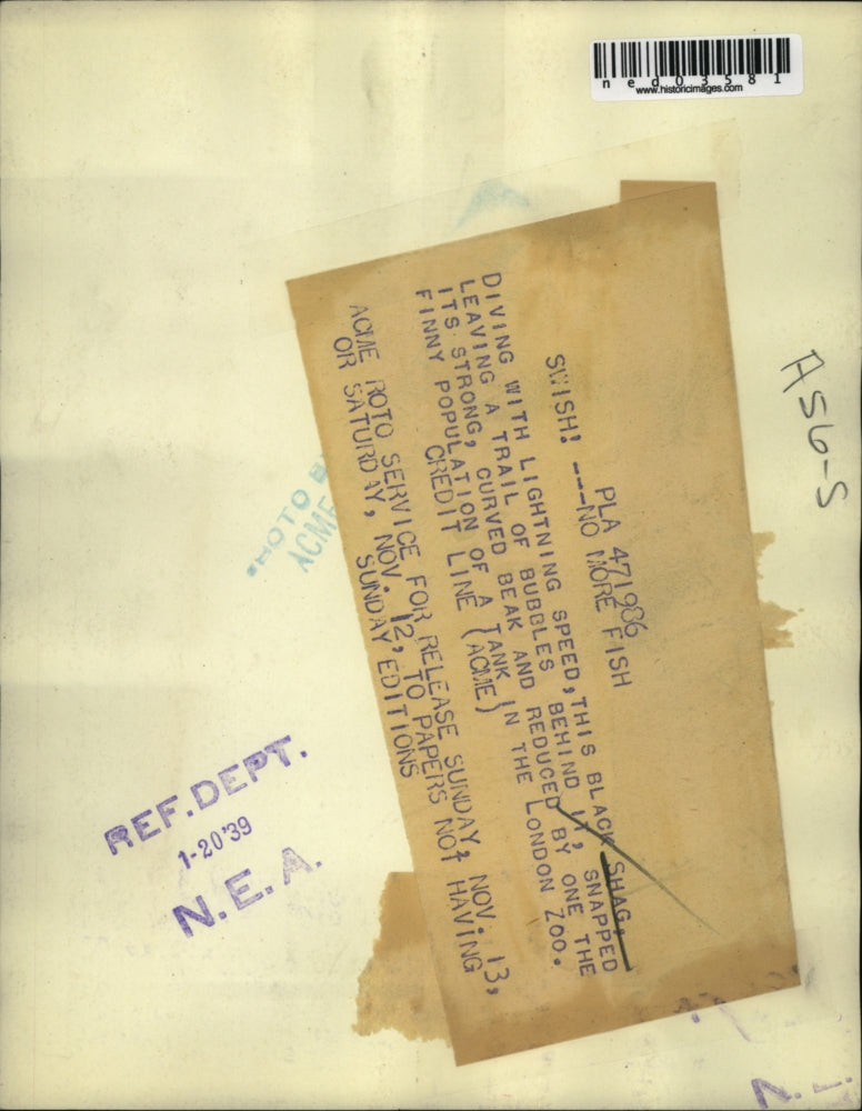 1938 Press Photo Blackshag bird gets fish from pool at London zoo