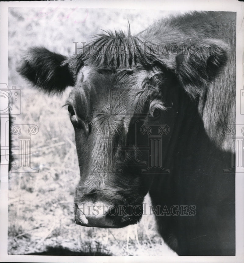 Load image into Gallery viewer, 1953 Press Photo Denver Colo shorthorn cow on the range
