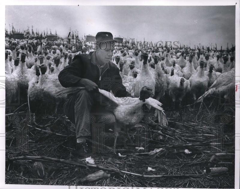 Load image into Gallery viewer, 1964 Press Photo Roger Spies Jr on his turkey farm
