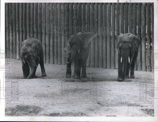 1960 Press Photo Three baby elephants taking mud baths at zoo in Cleveland Ohio