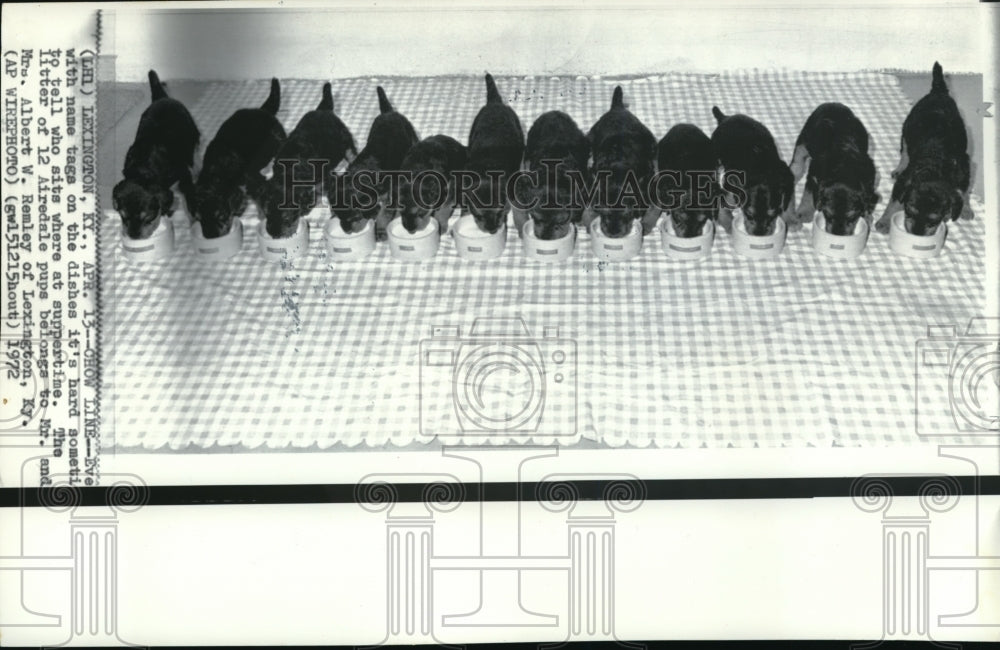1972 Press Photo Lexington Ky Litter of 12 Airdale pups belonging to - ned03818