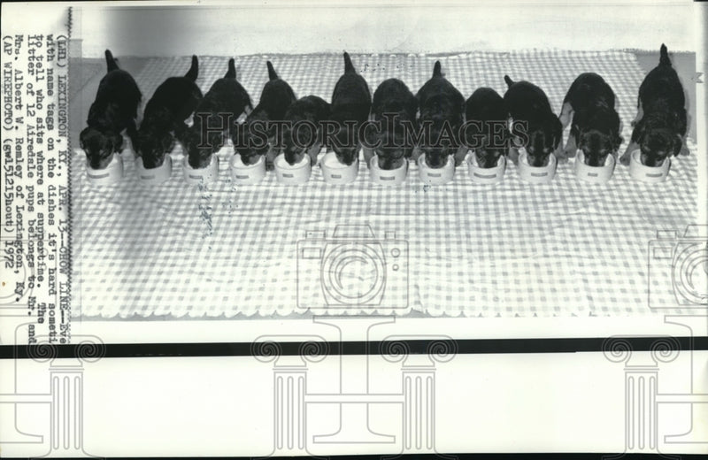 Load image into Gallery viewer, 1972 Press Photo Lexington Ky Litter of 12 Airdale pups belonging to - ned03818
