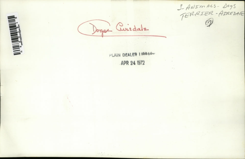 1972 Press Photo Lexington Ky Litter of 12 Airdale pups belonging to - ned03818