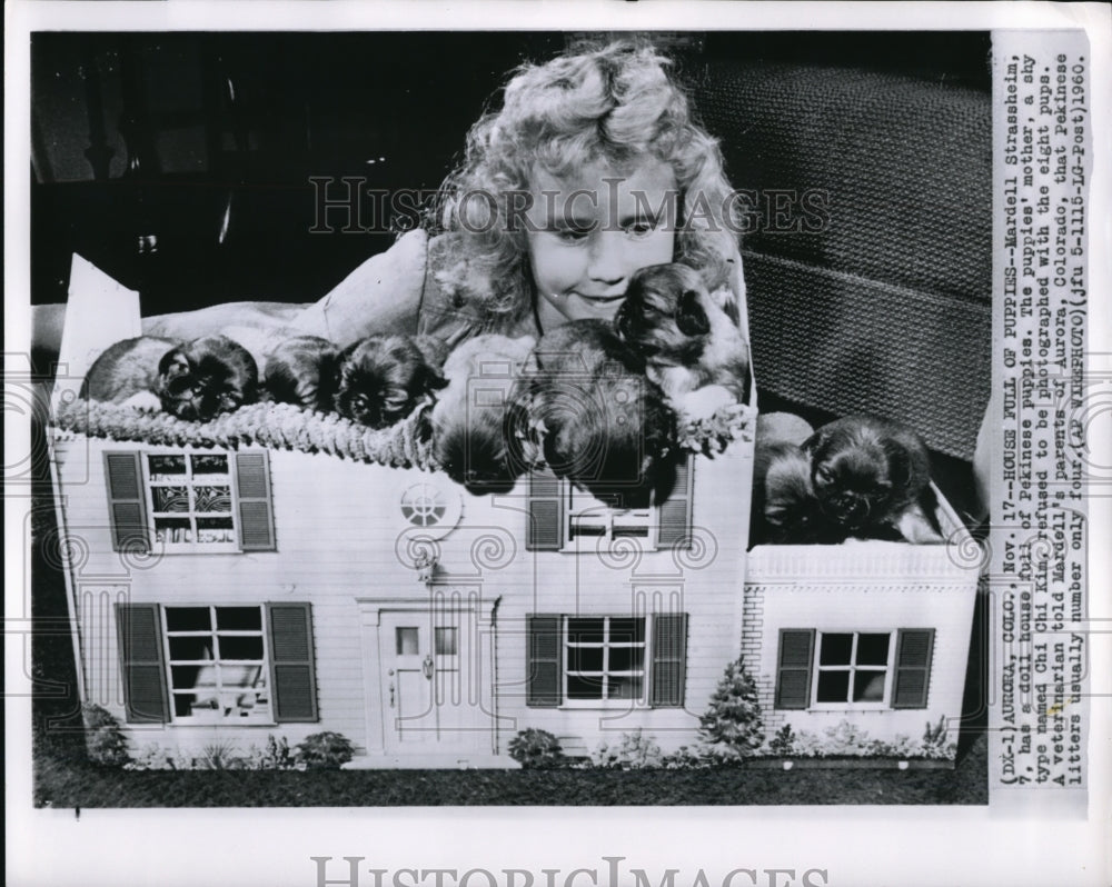 1960 Press Photo Aurora Colo Mardell Strassheim has a houseful of puppies