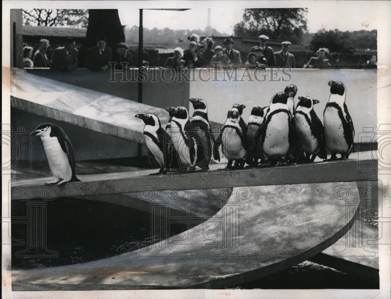 Load image into Gallery viewer, 1957 Press Photo Outsides shunned by penguins at London Zoo
