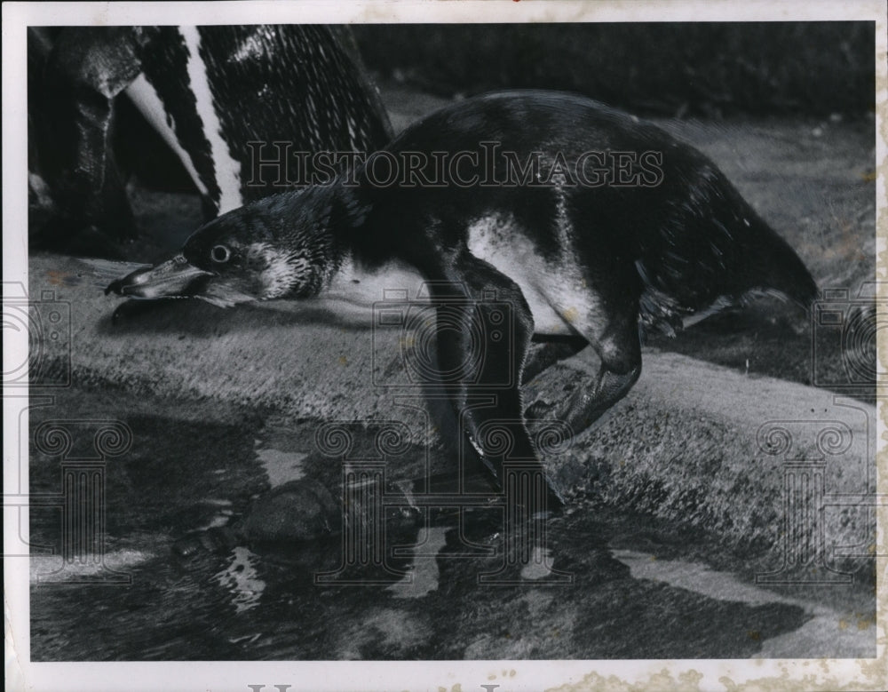 1957 Press Photo Young Humboldt penguin at Cleveland Zoo
