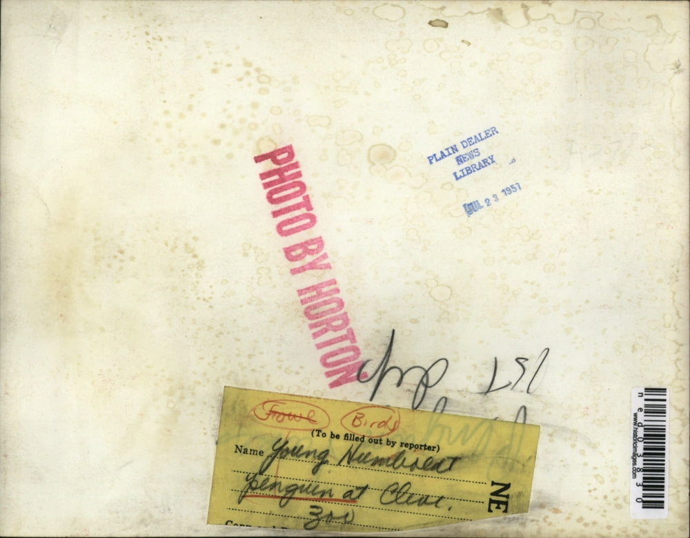 1957 Press Photo Young Humboldt penguin at Cleveland Zoo