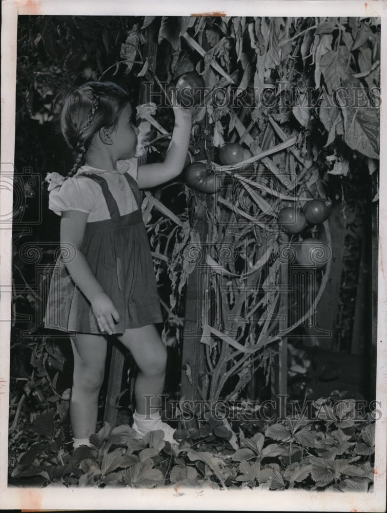 1947 Press Photo Judy Vierling at 9 Foot Tomato Plant of William Jenner Chicago