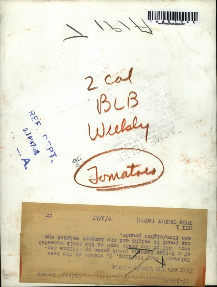 1947 Press Photo Judy Vierling at 9 Foot Tomato Plant of William Jenner Chicago