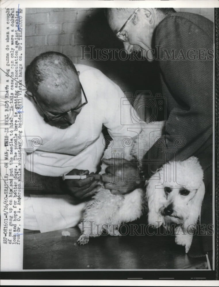1960 Press Photo Seattle Poodle gets rabies innoculation from Dr OA Anderson- Historic Images