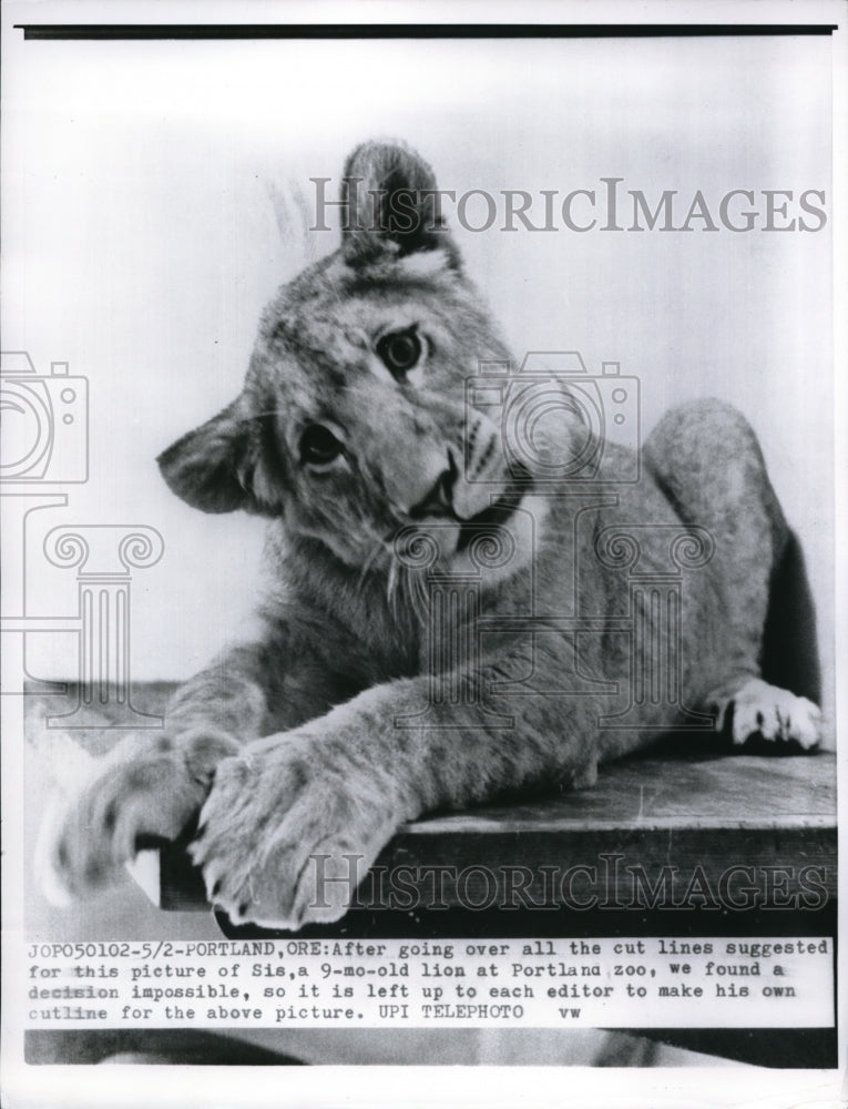 1961 Press Photo Sis, a 9 month old lion, at Portland Zoo. - ned04476