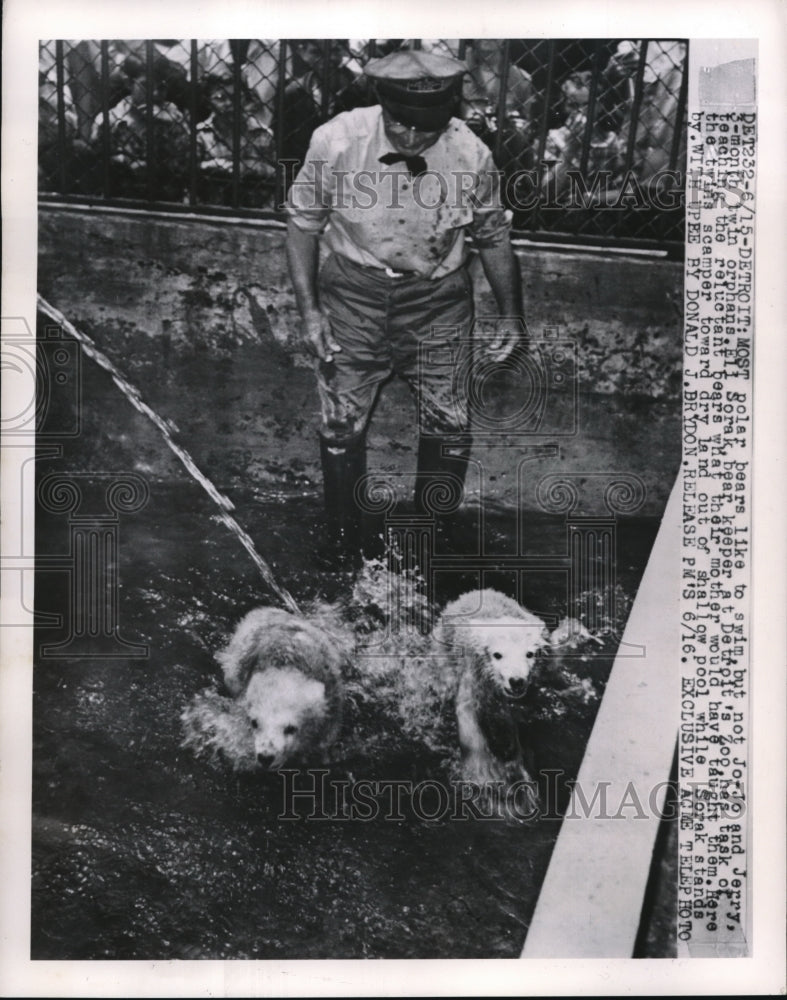 1950 Press Photo Twin polar bears, Jo-Jo and Jerry, do not like to swim.
