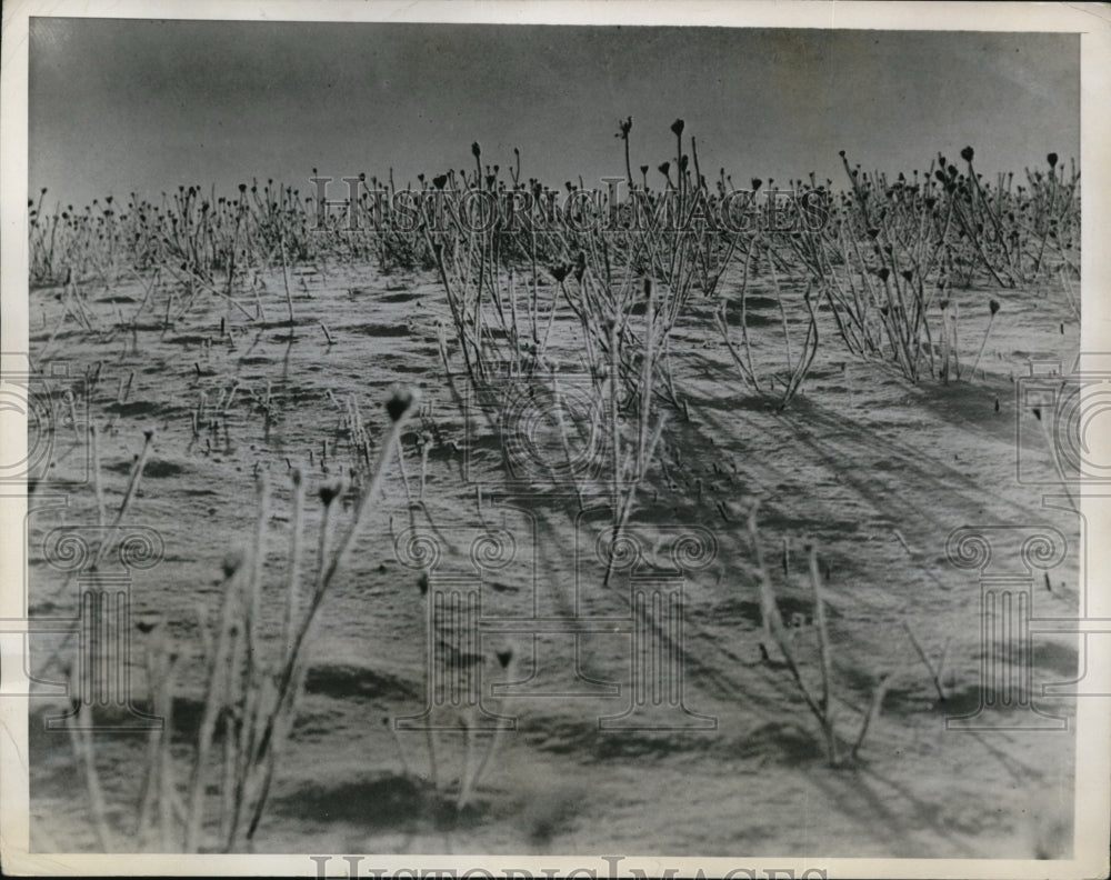 1935 Media Photo The queen Anne also known as wild carrot after a winter storm